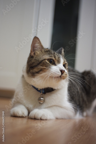 Black and white striped fat cat Sitting and looking around in the room © Natcha