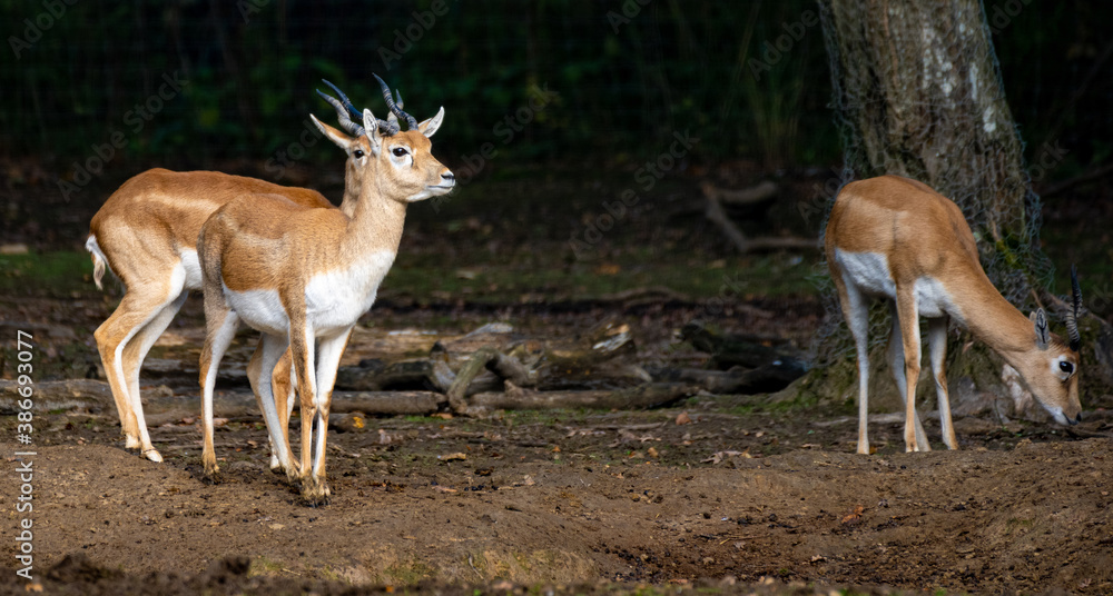 Obraz premium Antilope