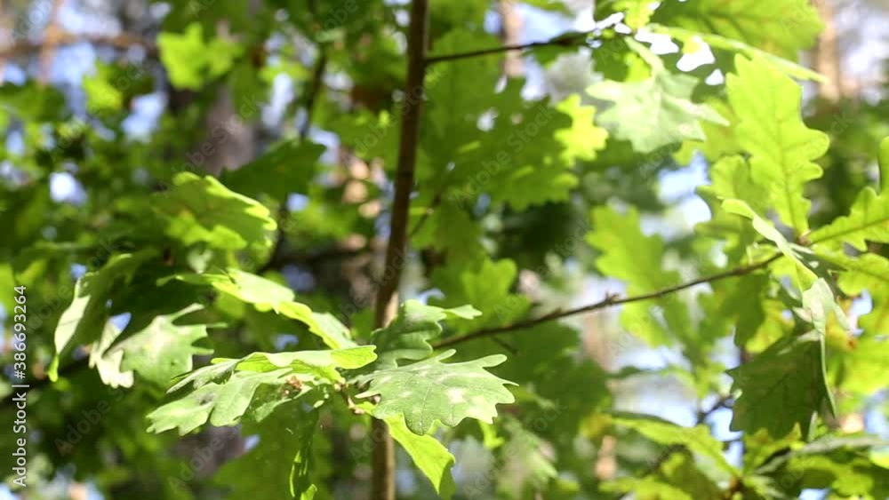 Oak leaves on a tree against the background of the sun Oak leaves on a tree against the background of the sun