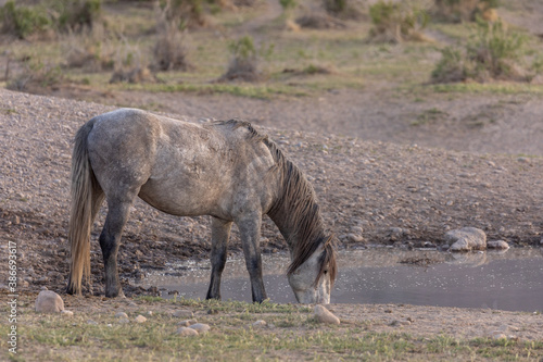 Beautiful Wild Horse in the Utah Desert