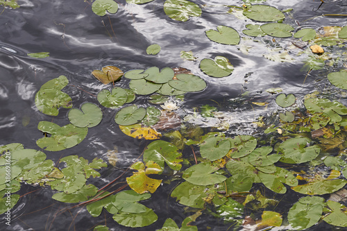 Green leaves of water lilies on the surface of the pond in autumn