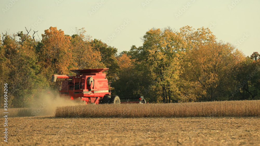 Fototapeta premium Rear of red combine harvesting soybeans in a dusty field in late afternoon in the Midwest; USA
