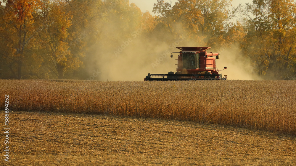 Fototapeta premium Front of red combine harvesting soybeans in a dusty field in late afternoon in the Midwest; USA 