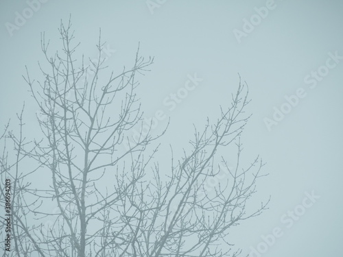 Baum in dickem Nebel