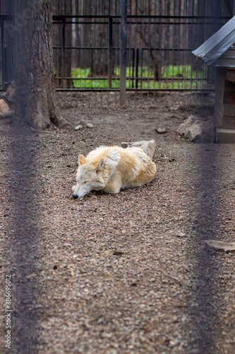 An adult white or polar wolf sleeps in the daytime behind bars.