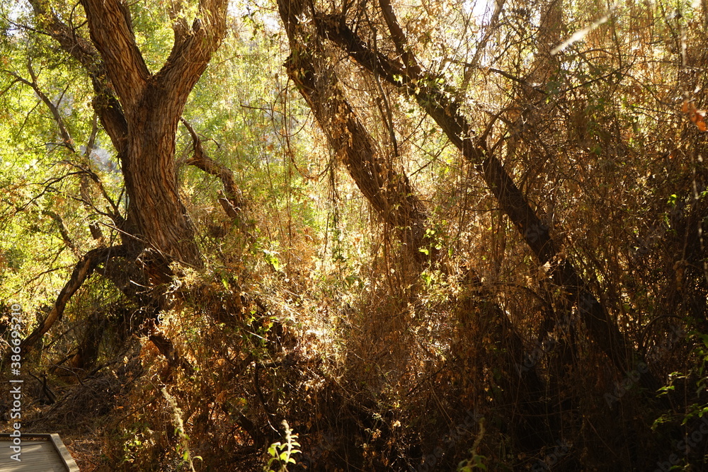 Fototapeta premium trees