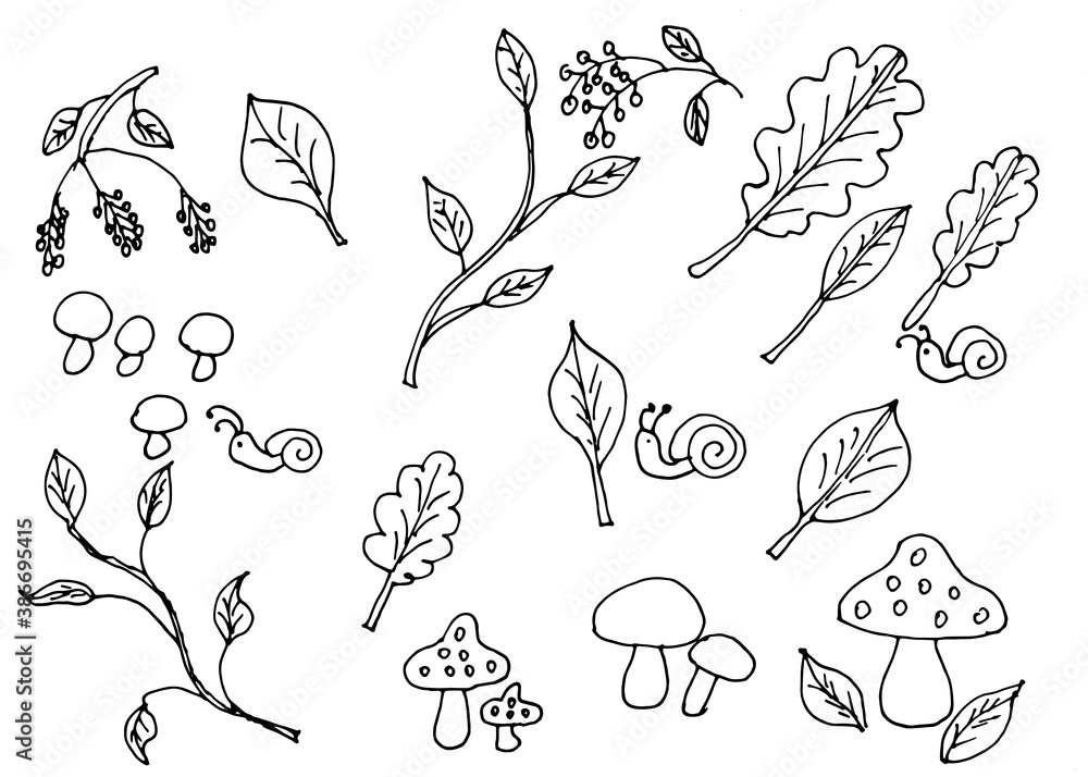 Set of autumn coloring book. The set includes leaves, snails, mushrooms, fly agaric and berries.