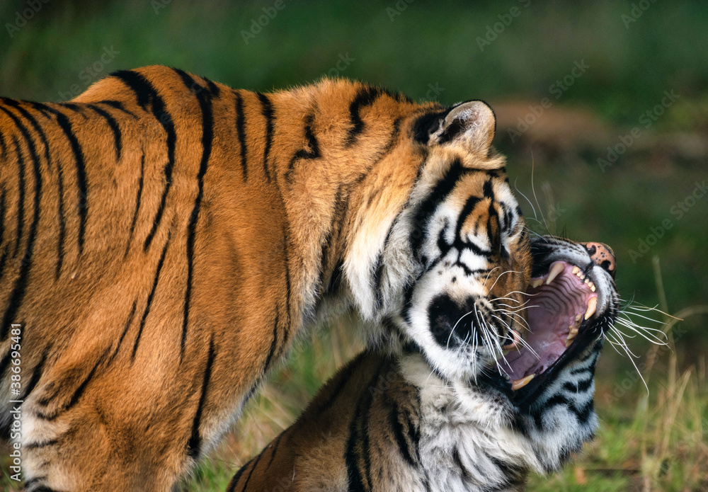 Fototapeta premium Tigres