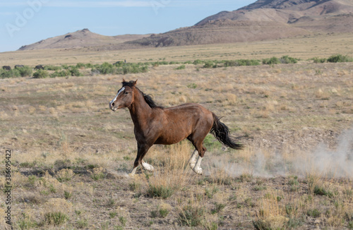 Beautiful Wild Horse in the Utah Desert