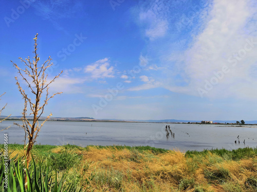 flock of birds pink flamingo walking on the blue salt lake of Bulgaria in the city of Pomorie, the concept of romance delicate background of love © Santassita