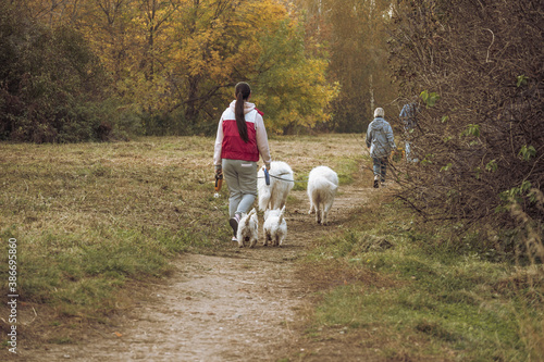 A girl walks a lot of white dogs