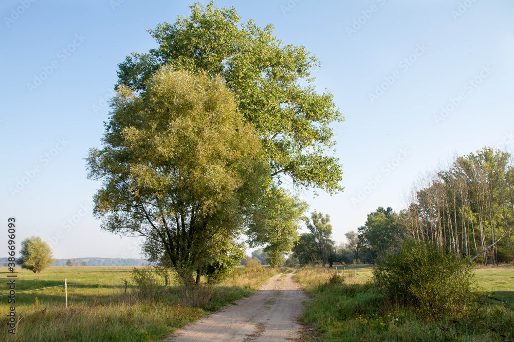 Dirt road with trees on both sides, running through a meadow Dirt road with trees on both sides, running through a meadow