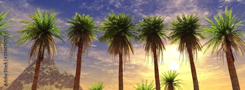 Palm trees on the background of sunset, palms and sky