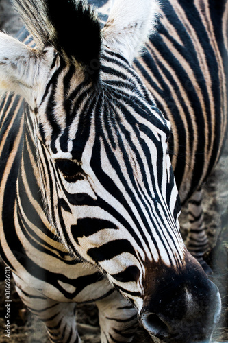 Beautiful zebra in the zoo.