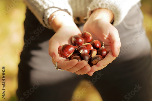 Mani  giunte di ragazza che sorreggono alcune castagne con maglione bianco