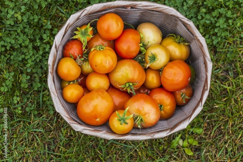 Close up view of ripe red tomatoes in wicker basket on green grass background. Organic vegetables concept.