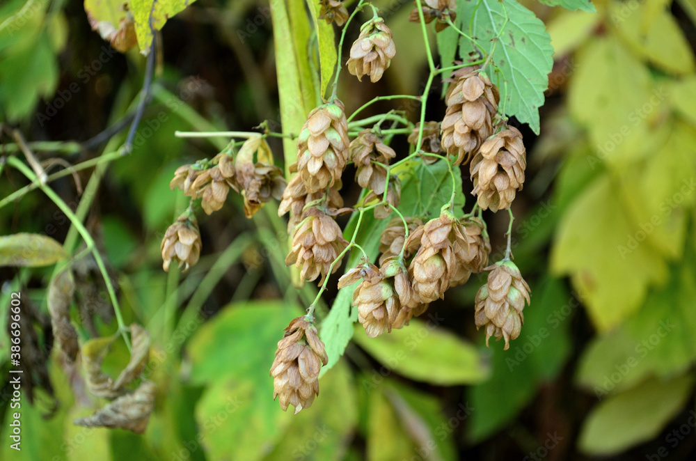 Wild hops that grow on the fence of a private house . Russia city of Tambov . Wild hops that grow on the fence of a private house . Russia city of Tambov .