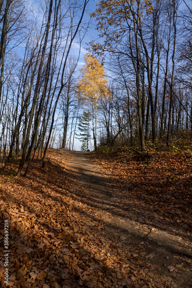 Path in the autumn forest with birch trees against the blue sky