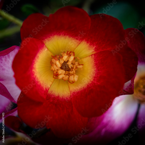 vivid red and yellow wild rose flower top view closeup, filtered image