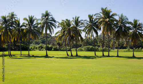 Tropical palms in Togo, Lome