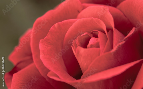 Fototapeta Naklejka Na Ścianę i Meble -  vivid red rose flower closeup on natural green background, filtered image