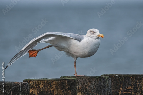 Möwe reckt und streckt sich photo