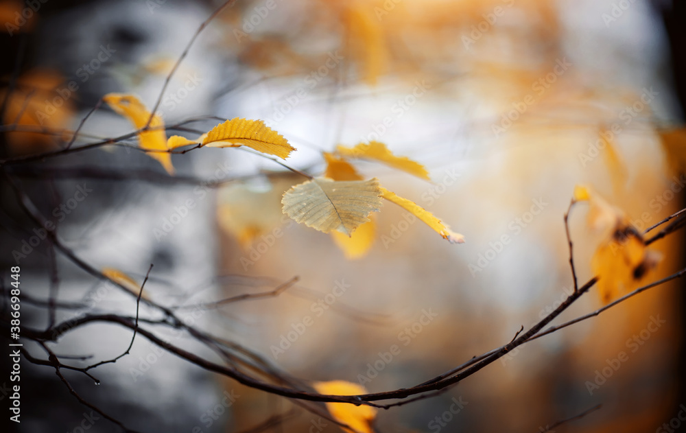Autumn background with yellow leaves on branches. Autumn background with yellow leaves on branches.