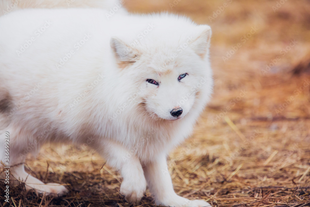 Obraz premium A very beautiful arctic fox in the reserve is resting during the day in winter