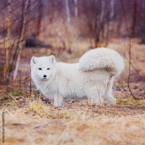 A very beautiful arctic fox in the reserve is resting during the day in winter