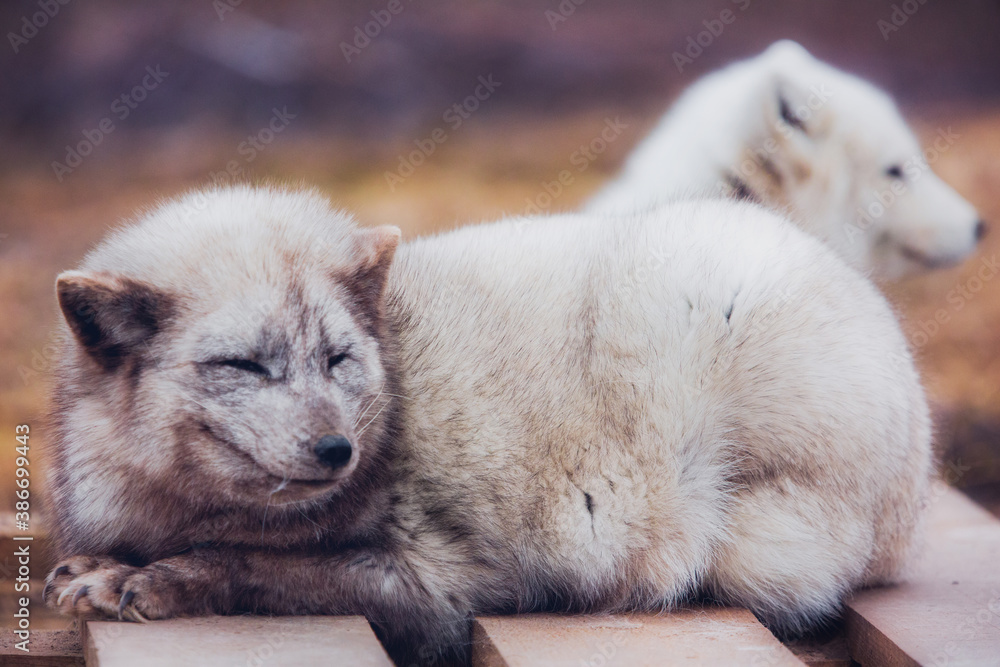 A very beautiful arctic fox in the reserve is resting during the day in winter
