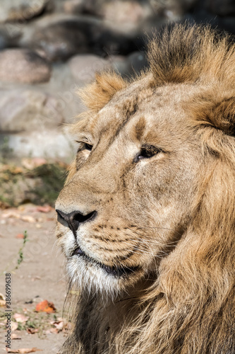 Asiatic Lion  Panthera leo persica  male