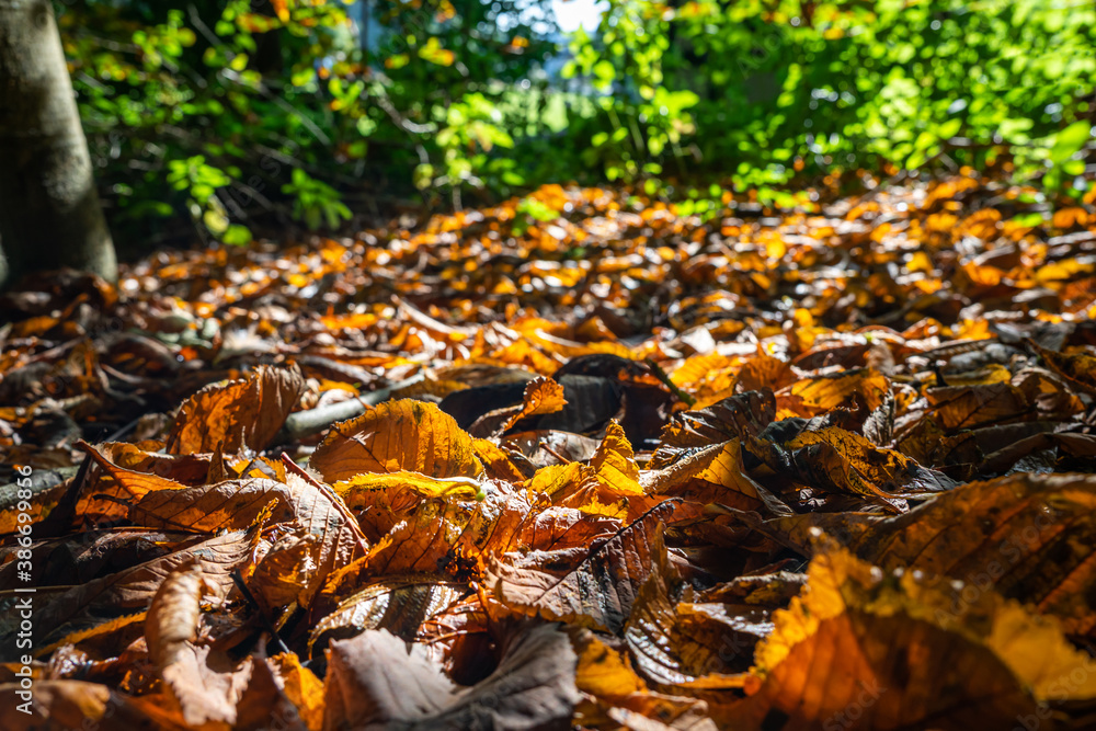 Autumn leaf litter on the woodland floor