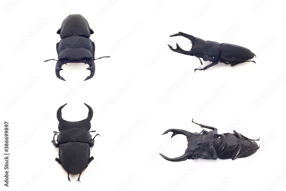 オオクワガタのオス オオクワガタのオス