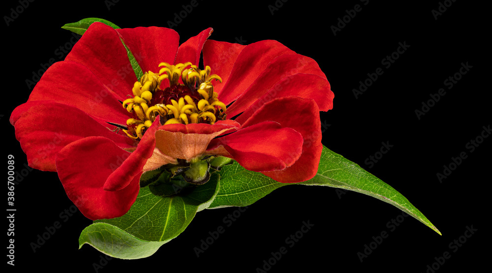 Naklejka premium Zinnia flower. Autumn flowers. Isolated background. Close-up. High-resolution macro photography. Full depth of field. Print and design concept.