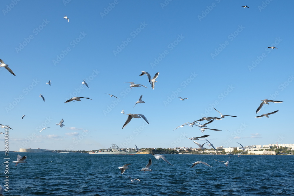 Ivory gulls flying over the calm blue sea, russia, sevastopol.
