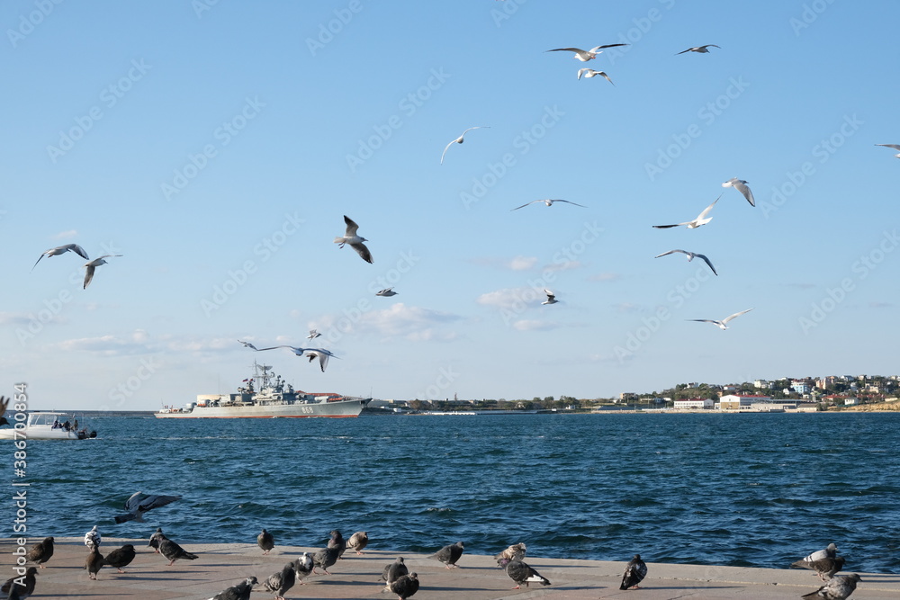 Ivory gulls flying over the calm blue sea, russia, sevastopol.
Ivory gulls flying over the calm blue sea, russia, sevastopol.