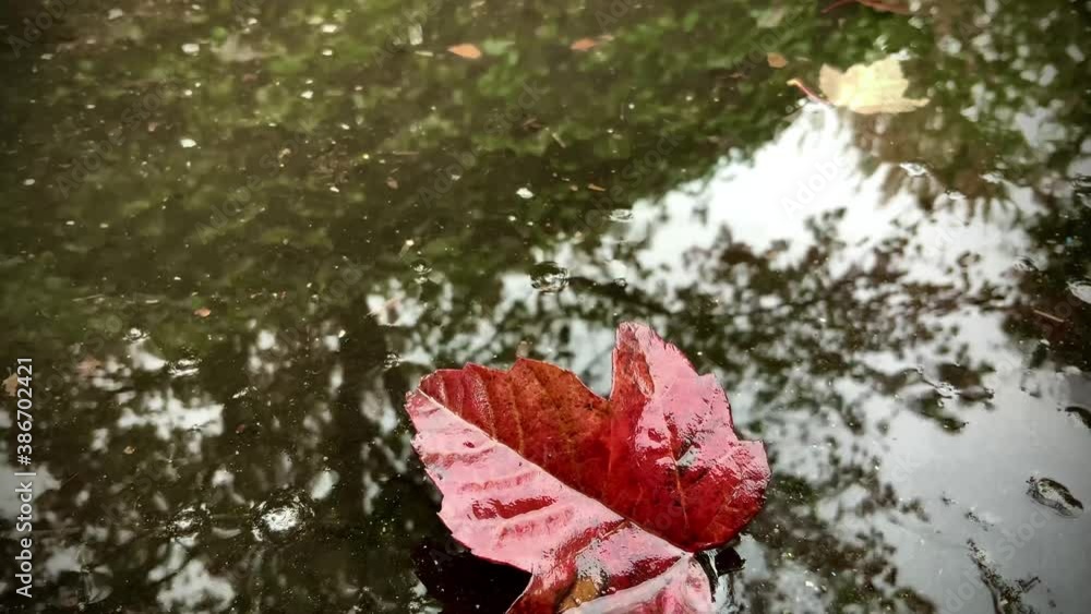 Fallen autumn red leaf in front of a puddle during rainy day with drops of water splashing periodically Fallen autumn red leaf in front of a puddle during rainy day with drops of water splashing periodically