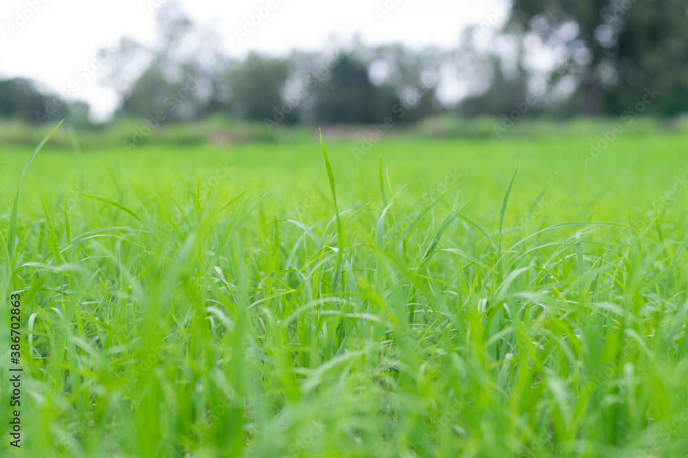 close up of fresh green grass filed background close up of fresh green grass filed background