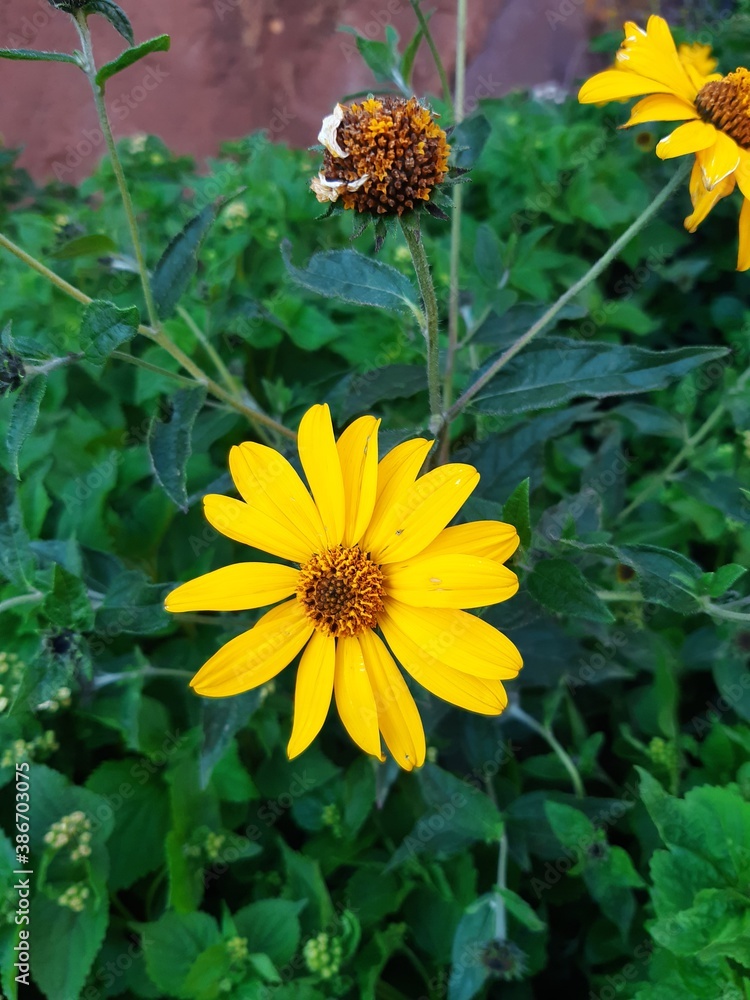 yellow flowers in the garden yellow flowers in the garden