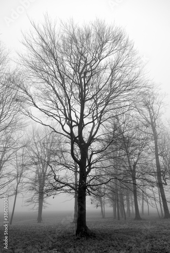 Haunting trees in fog