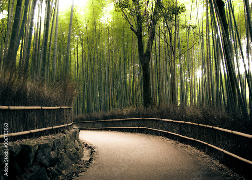 Bamboo Forest in Kyoto, Japan