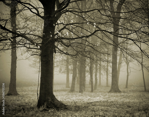 Haunting trees in fog