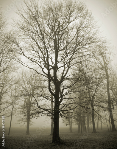 Haunting trees in fog