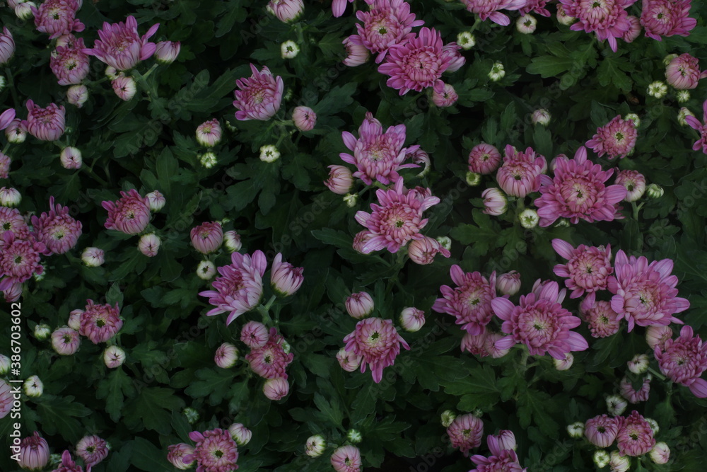 Chrysanthemum Flower / Pink Flower