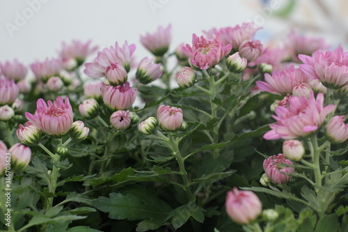 Fototapeta Naklejka Na Ścianę i Meble -  Chrysanthemum Flower / Pink Flower