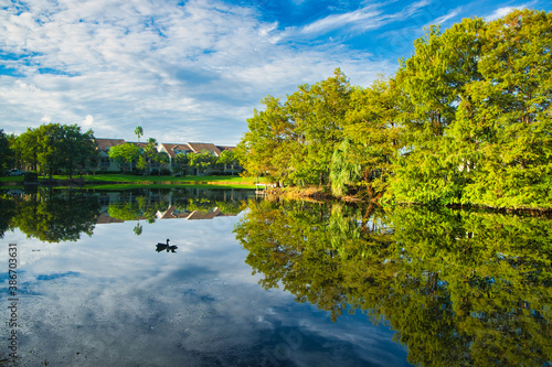 autumn reflection in the local pond in florida