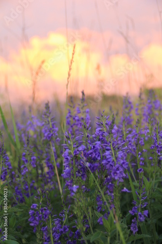 field of lavender