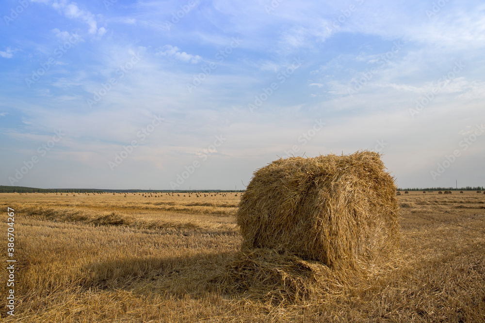 blue sky on the field stock hay