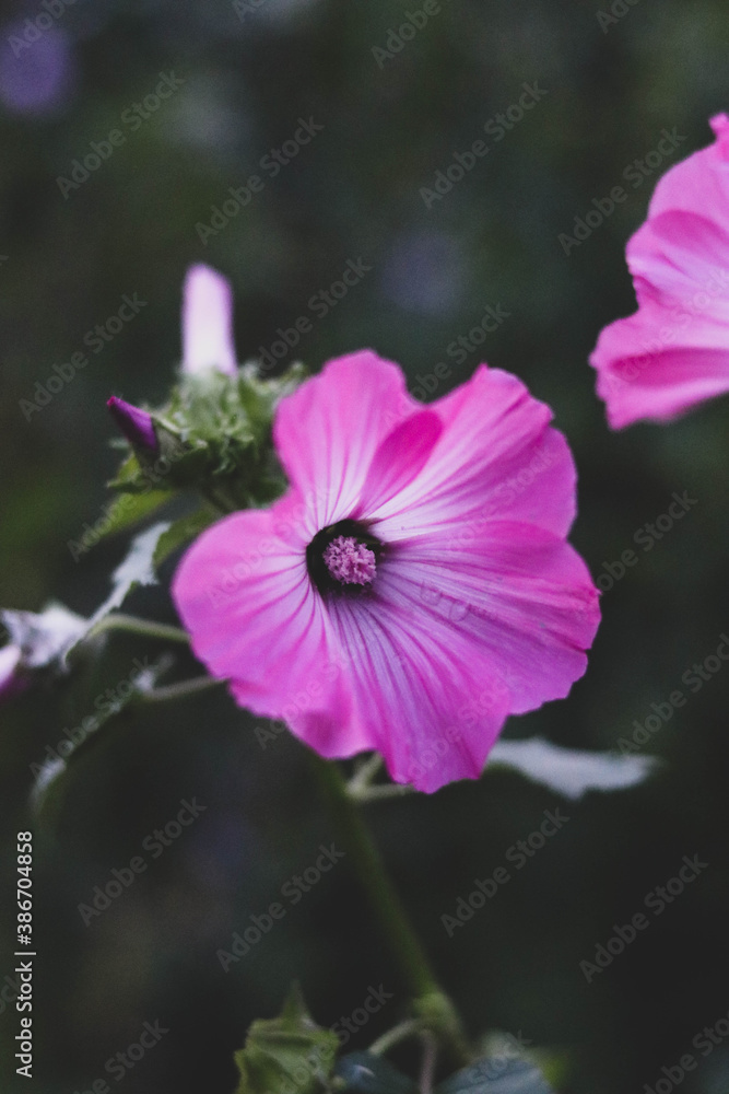Pink flower