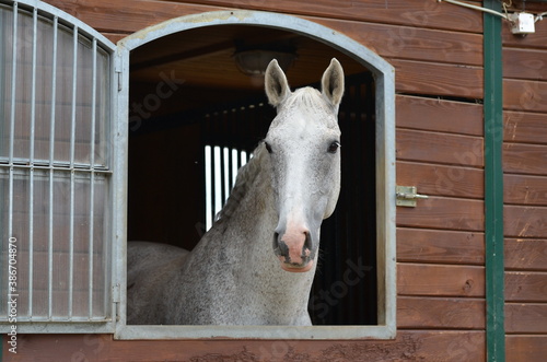 Pferd schaut aus Box photo